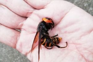 オオスズメバチの女王バチ