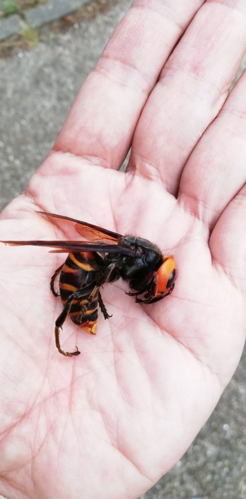 竜王町オオスズメバチ画像