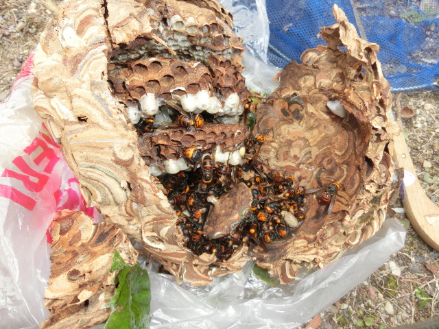 8月のコガタスズメバチの巣の中