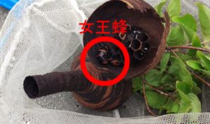 8月のコガタスズメバチの巣の中