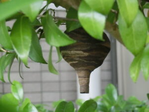 逆徳利型コガタスズメバチの巣