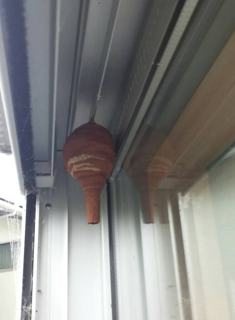 長浜市窓のサッシにできたコガタスズメバチの巣
