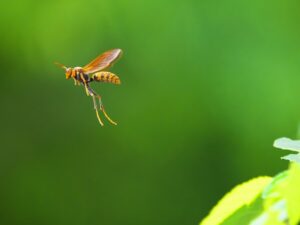飛行するアシナガバチ
