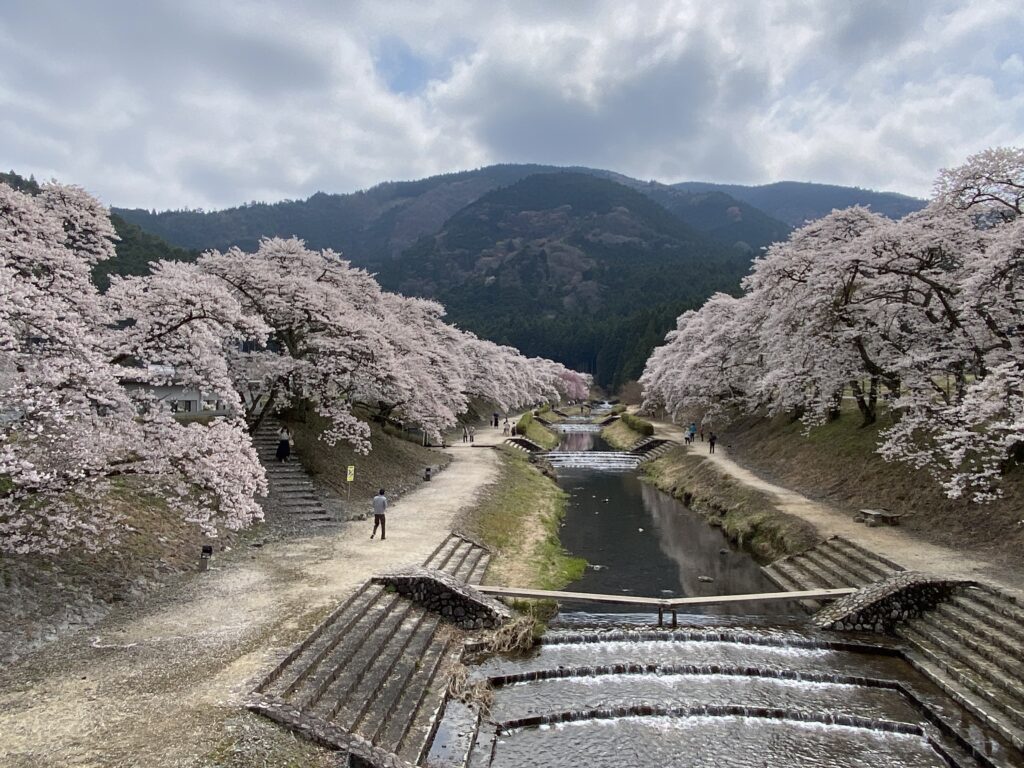 鮎河の千本桜でお花見してきた。2023年4月