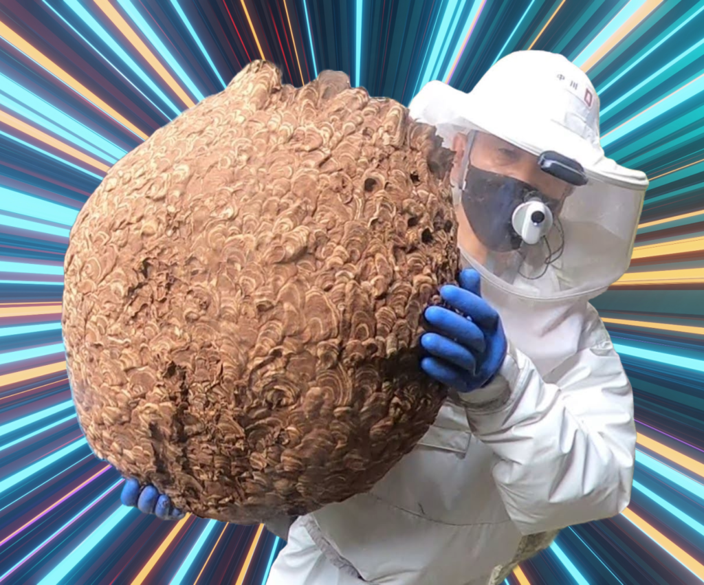 滋賀のハチ駆除スペシャリストが明かす!「稼げる副業」としての蜂駆除ノウハウ