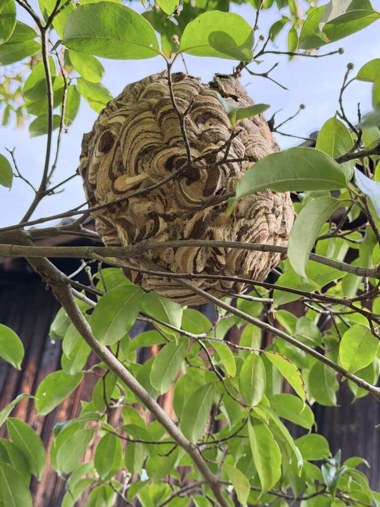 【甲賀市・ハチ駆除実績】LINE相談で「中身は空ですよ」と正直に伝えた理由と、その後の結末