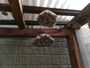 物置のアシナガバチの巣