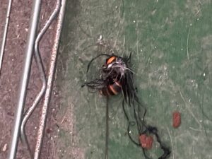 コガタスズメバチの女王蜂