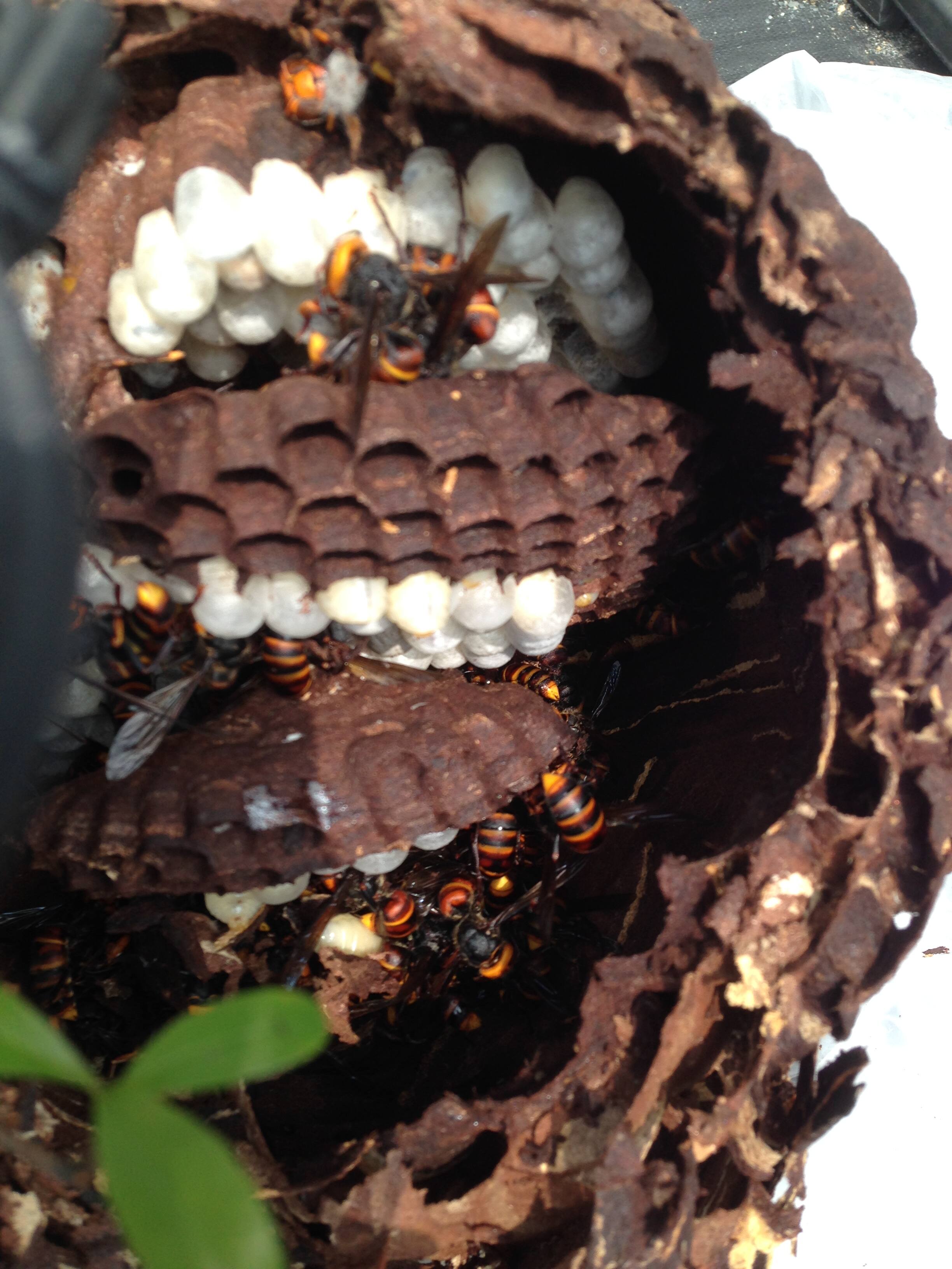 蜂の巣を駆除する方法 スズメバチ編