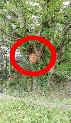 日野町キイロスズメバチの巣