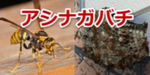 アシナガスズメバチの特徴と生態