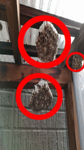 草津市のアシナガバチの巣