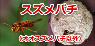 キイロスズメバチ駆除バチの特徴と生態