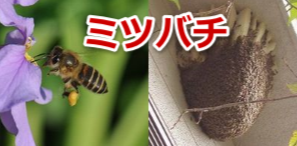 ミツバチ駆除バチの特徴と生態