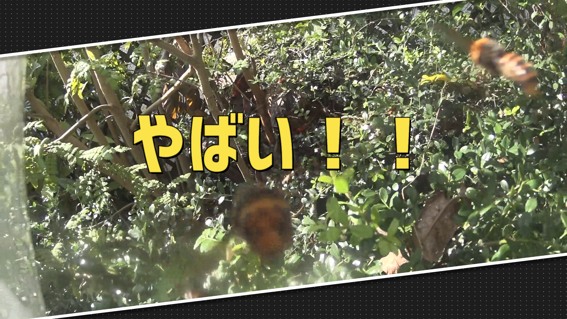 スズメバチの巣駆除動画