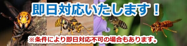 滋賀県のハチの巣駆除即日対応