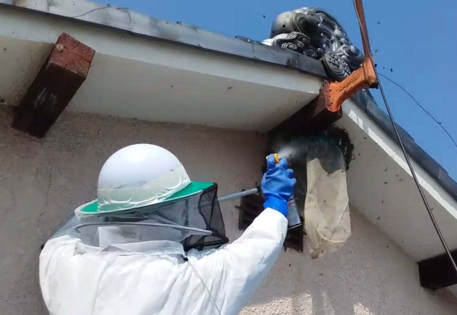 近江八幡市でミツバチの巣駆除1