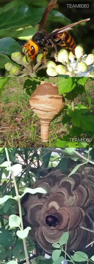 コガタスズメバチの特徴と生態