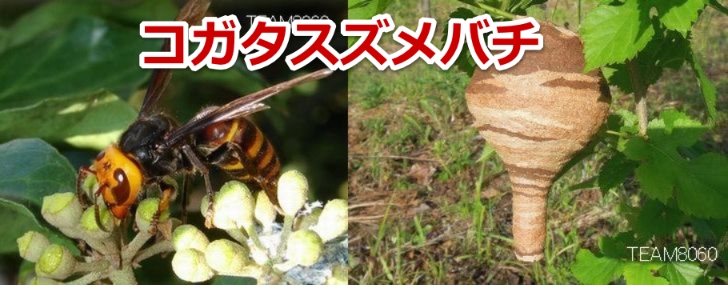 コガタスズメバチの特徴と生態