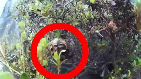 コガタスズメバチの巣 ローズタウン