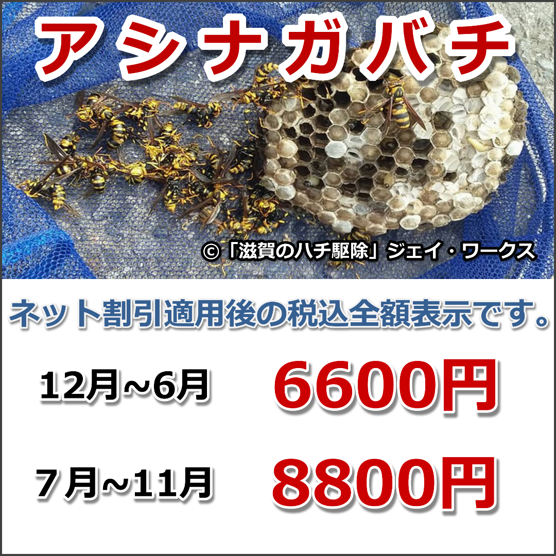 滋賀県のハチ駆除ジェイ・ワークスアシナガバチ駆除料金画像