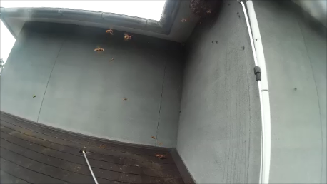滋賀 甲賀市 スズメバチ ハチ駆除 蜂の巣 除去