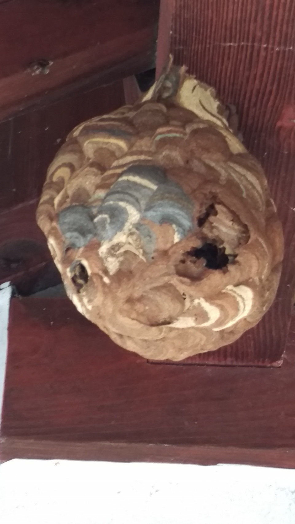滋賀県 近江八幡市 スズメバチ ハチ駆除 蜂の巣 除去